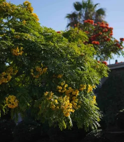 Lola James Harper Bougie #17 The First Morning 190g* Bougies Parfumées