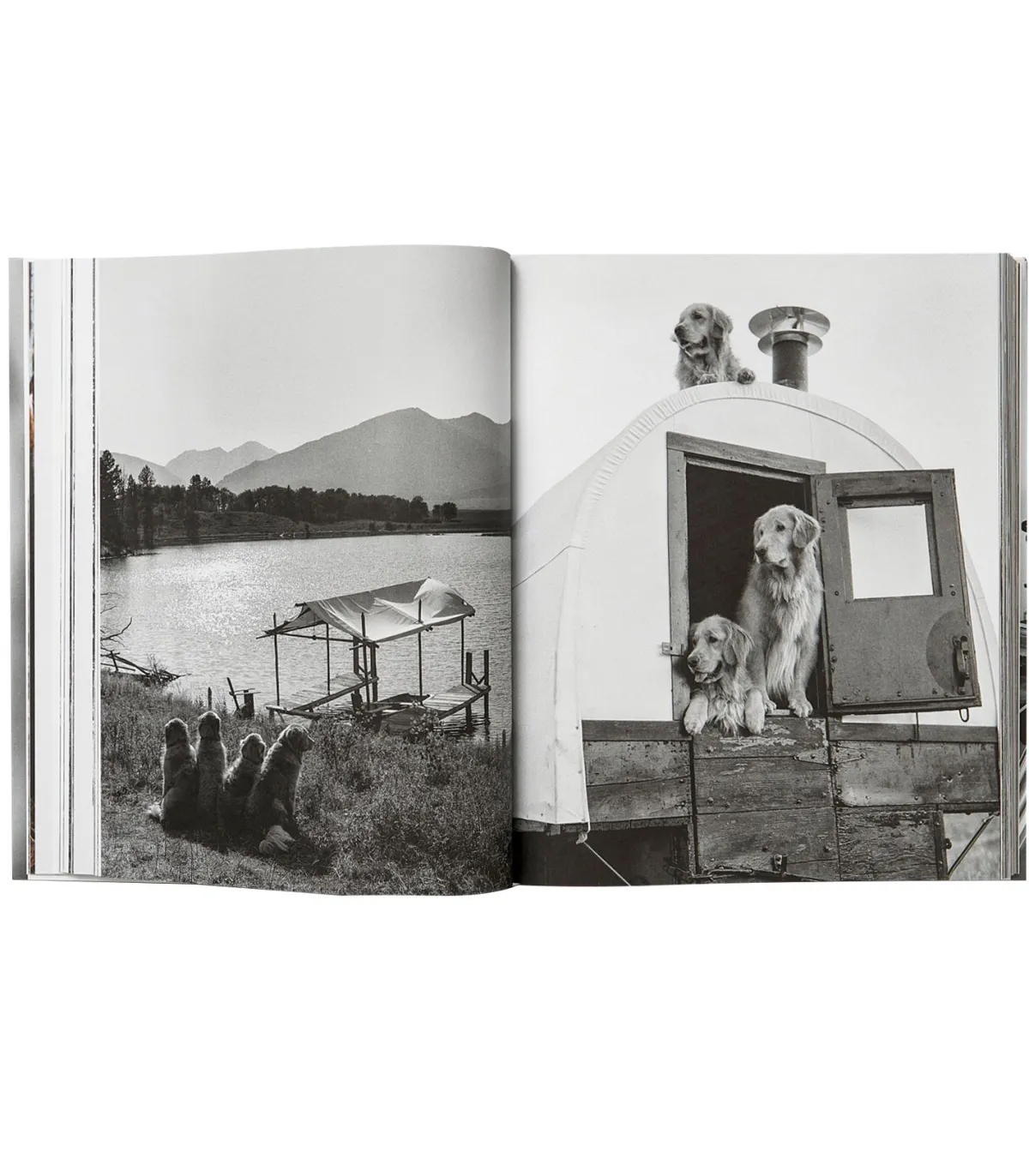 Taschen Livre The Golden Retriever Photographic Society* Beaux Livres
